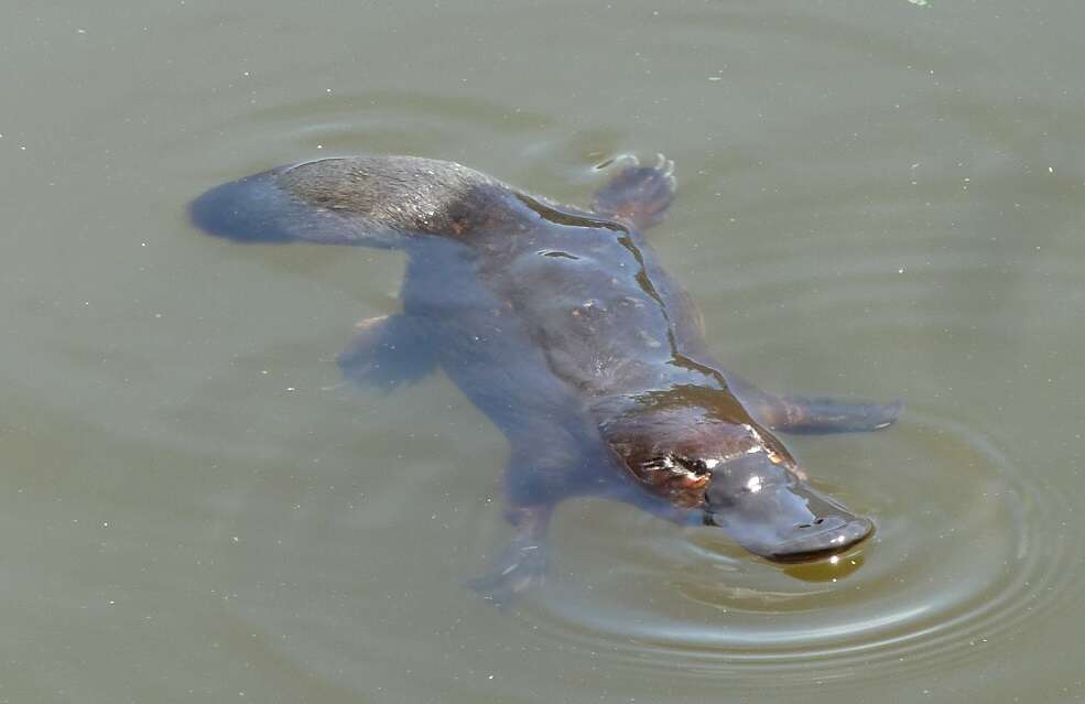 Image of platypus