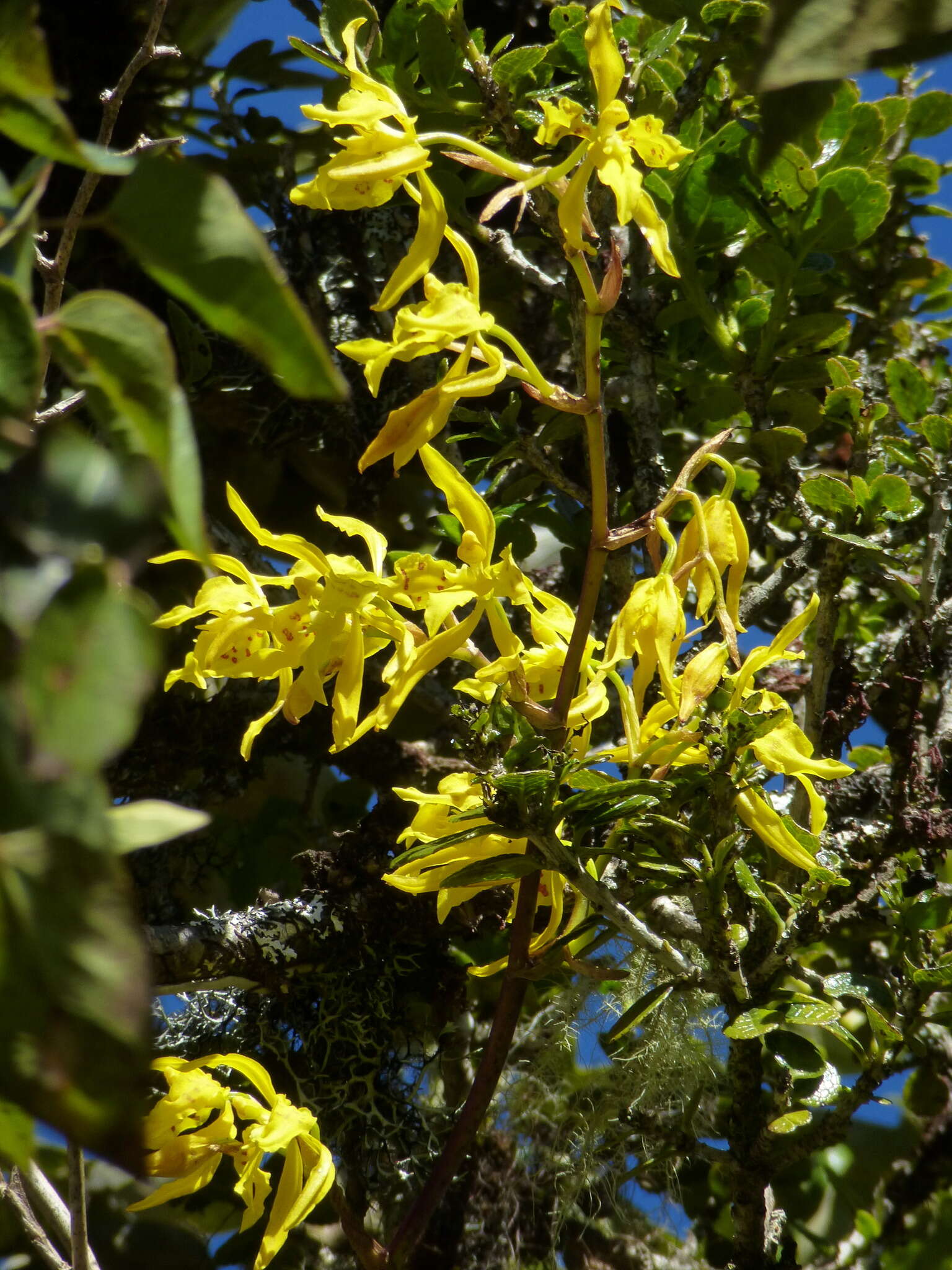 Image of Cyrtochilum pardinum Lindl.