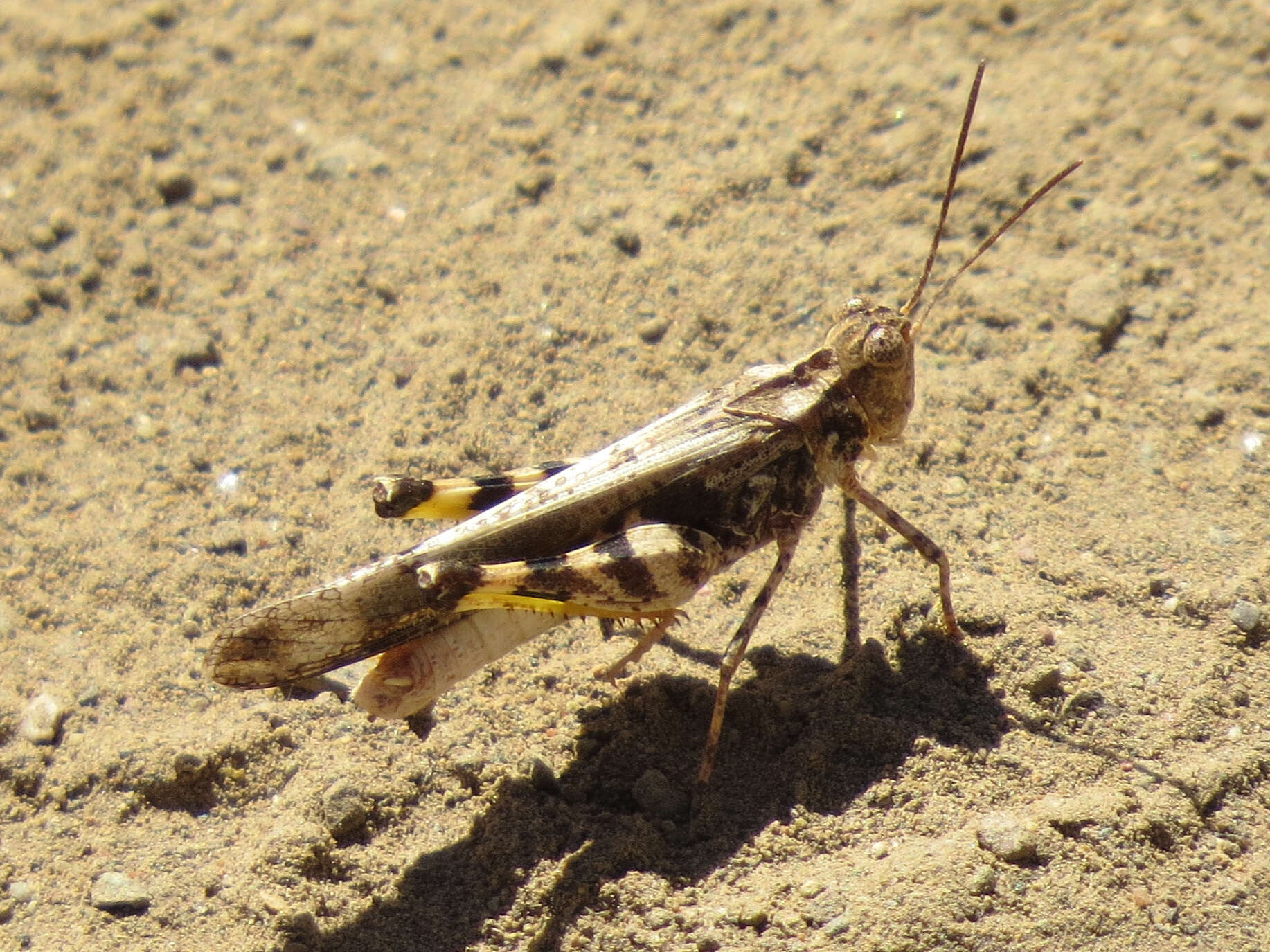 Image of Ridged Grasshopper