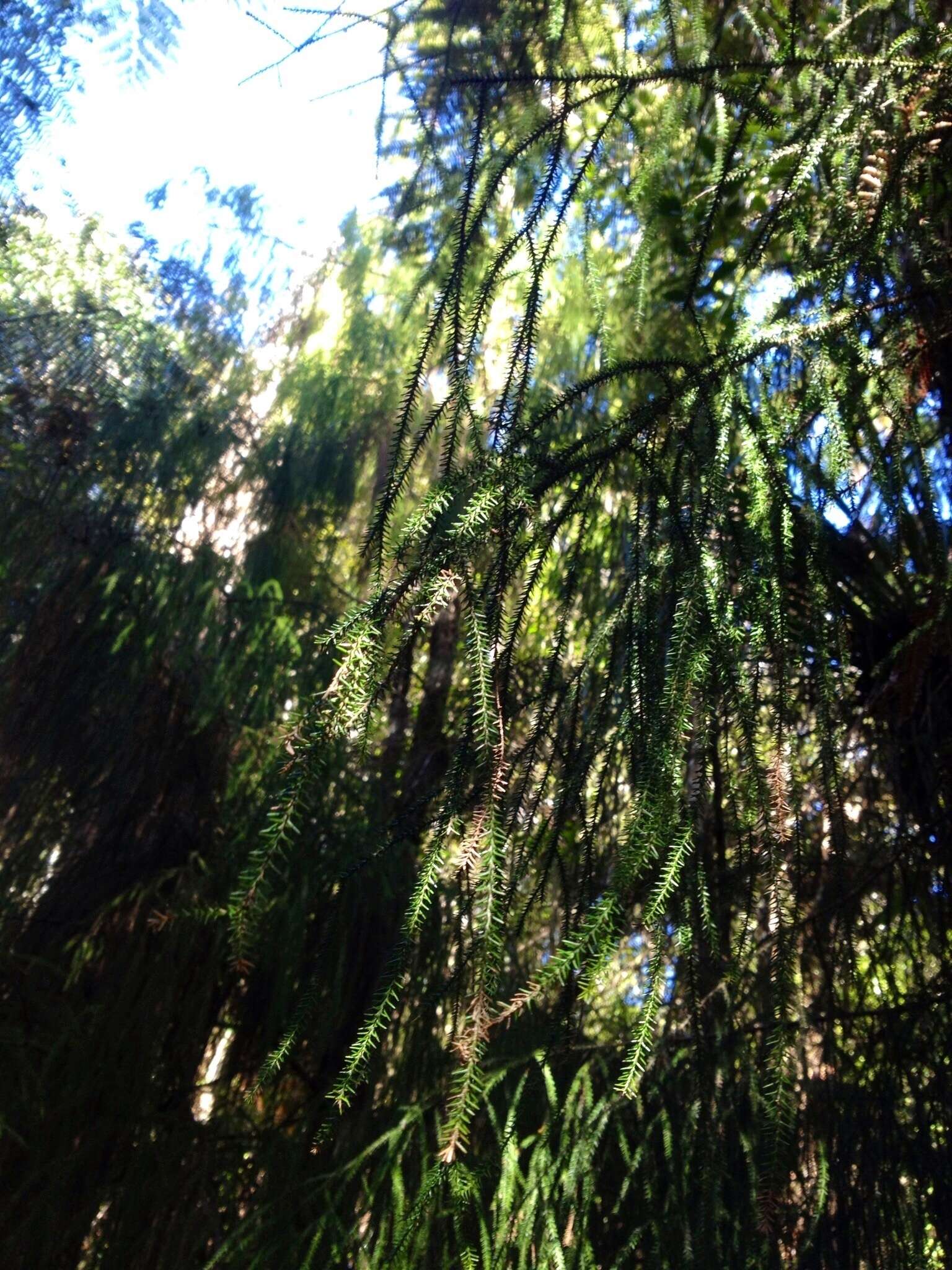 Image of Dacrydium