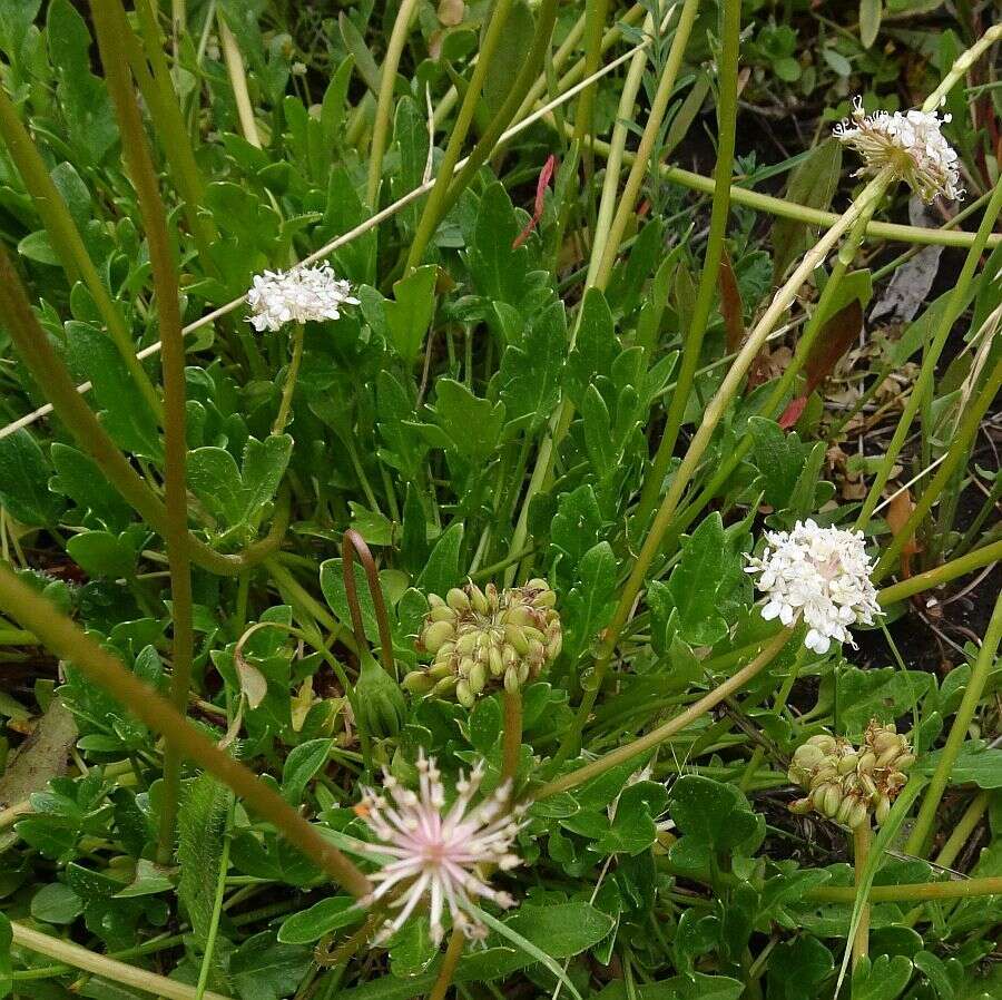 Trachymene humilis (Domin) Benth. resmi