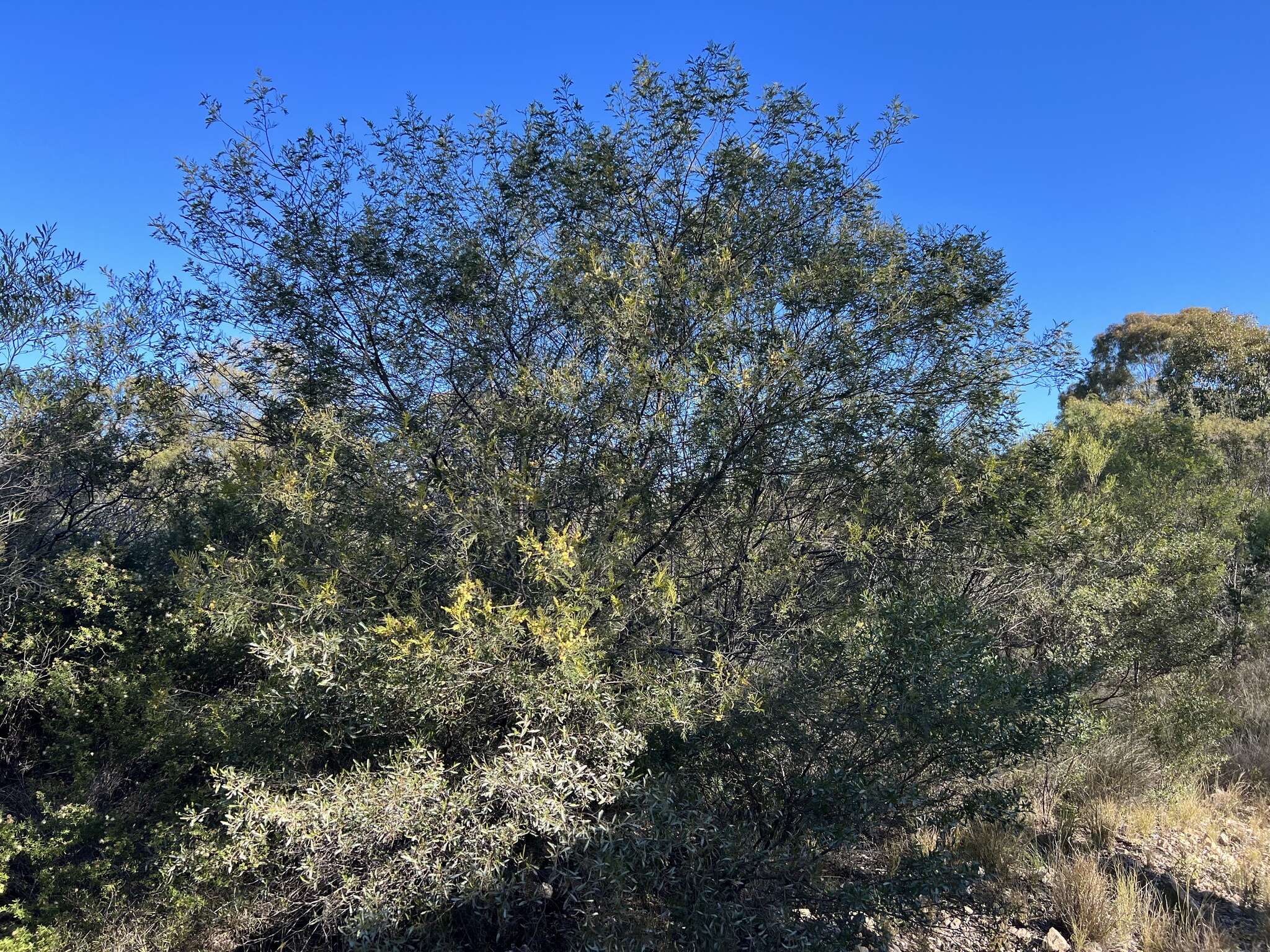 Sivun Acacia deanei (R. T. Baker) M. B. Welch, Coombs & McGlynn kuva