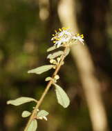 Image of Asterolasia asteriscophora subsp. albiflora Mole