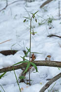 Fritillaria brandegeei Eastw. resmi