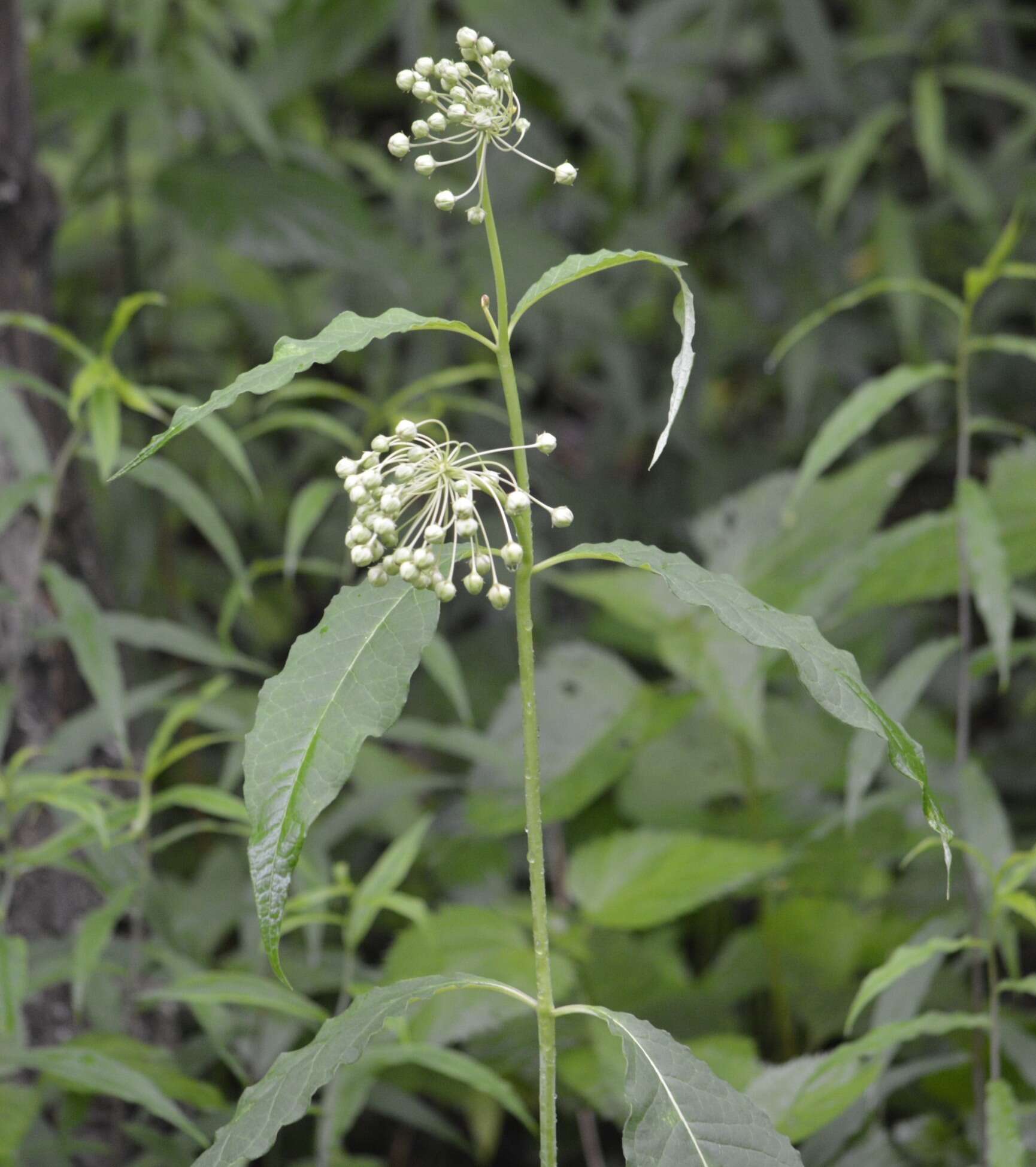 Image of poke milkweed