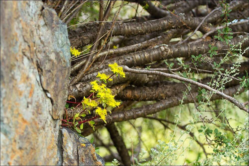 Image of hybrid stonecrop