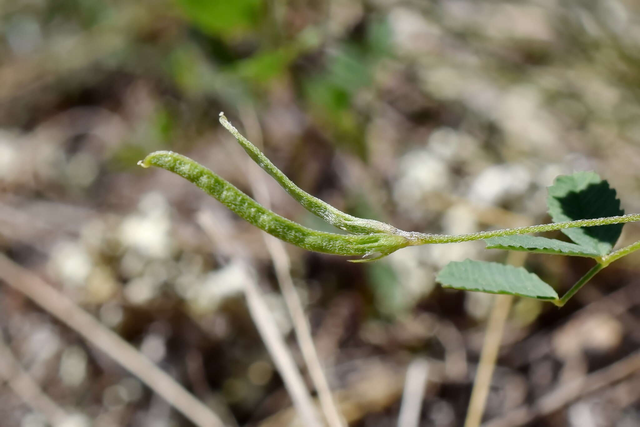 Medicago medicaginoides (Retz.) E. Small的圖片