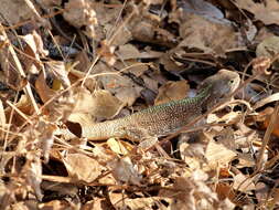 Image of Acanthocercus branchi Wagner, Greenbaum & Bauer 2012