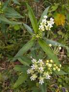 Image of Caribbean milkweed