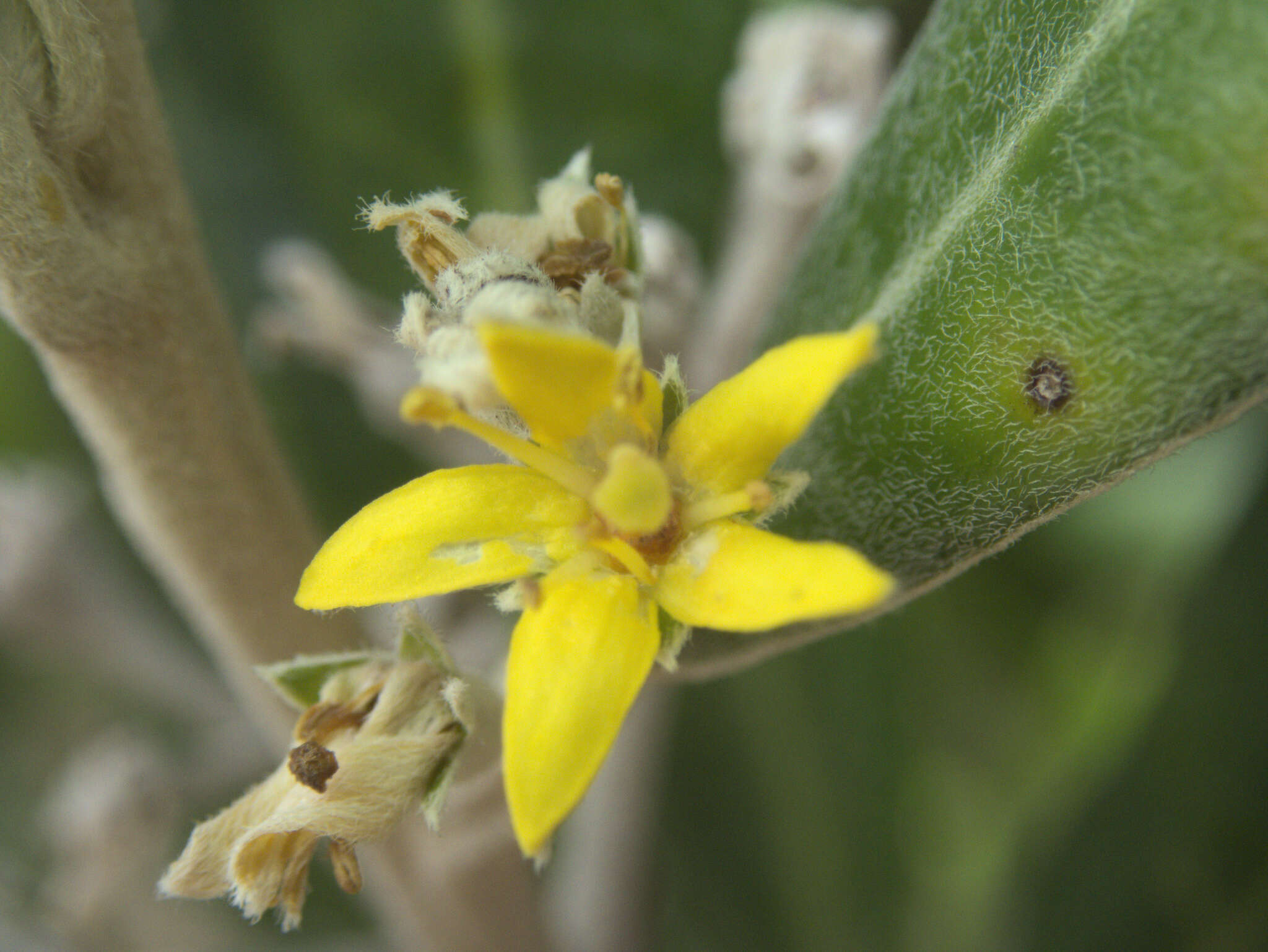 Image de Corokia macrocarpa T. Kirk