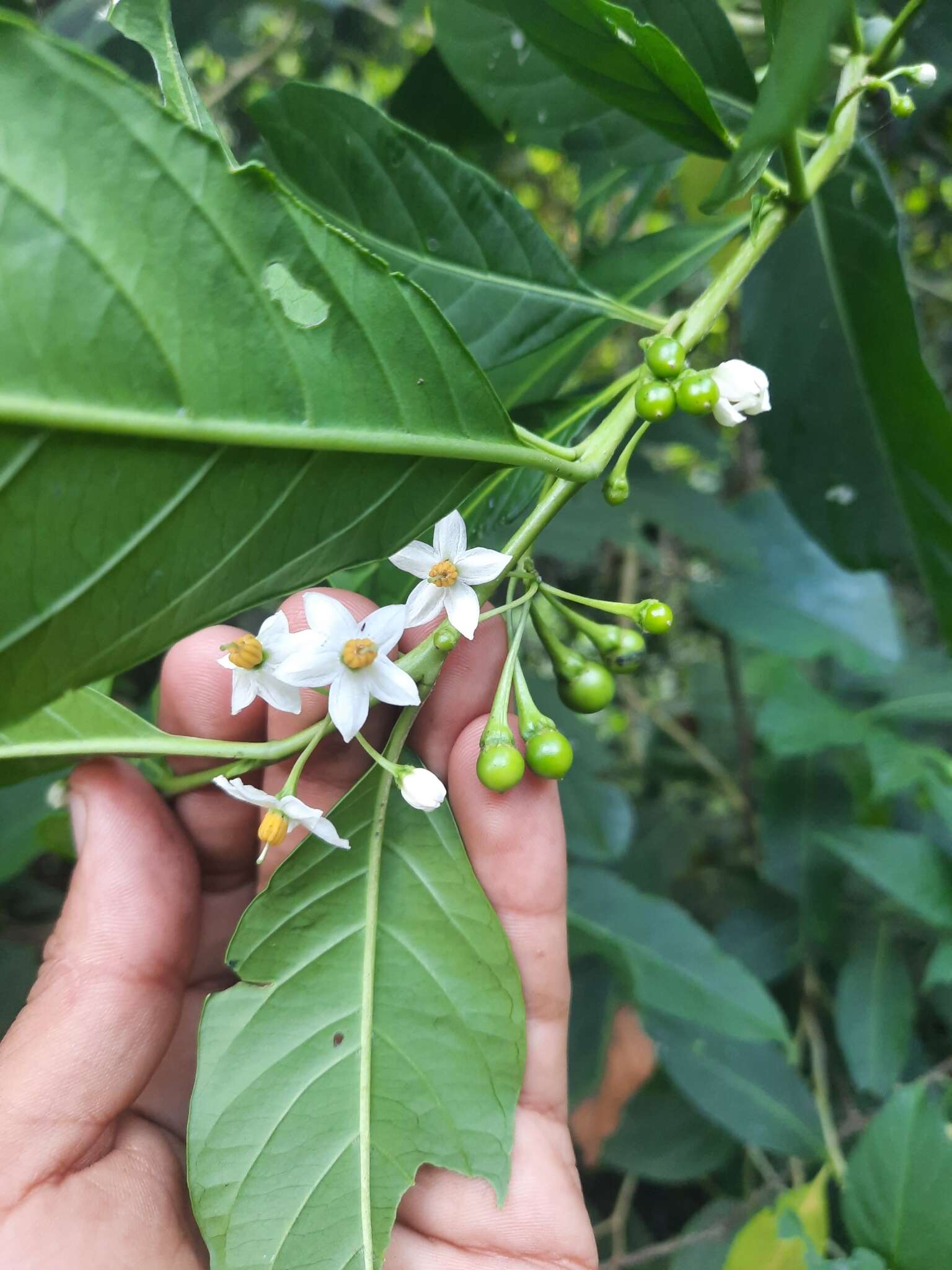 Solanum aphyodendron S. Knapp的圖片