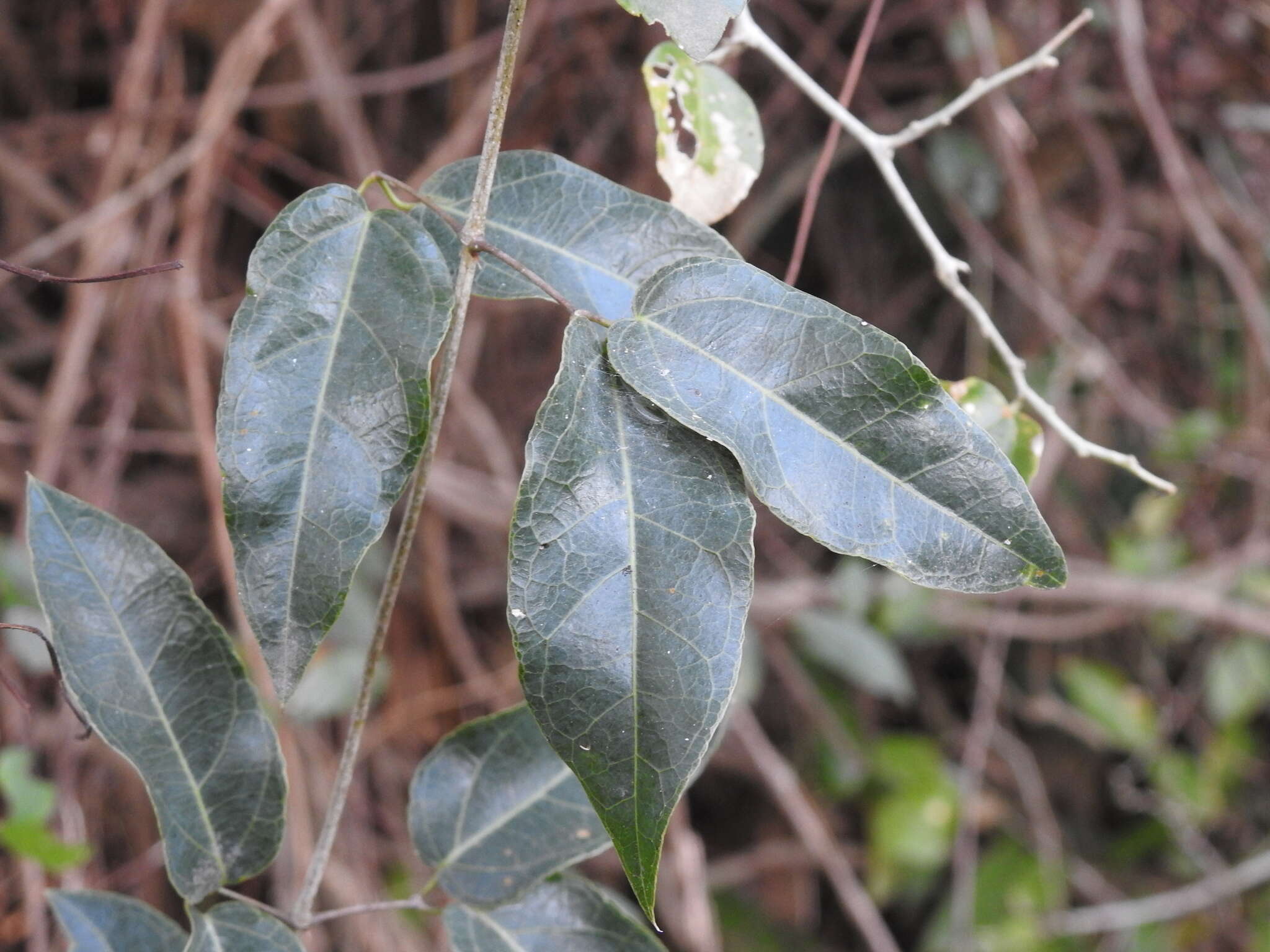 صورة Dolichandra cynanchoides Cham.