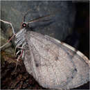 Image of Stamnodes costimacula Grossbeck 1912