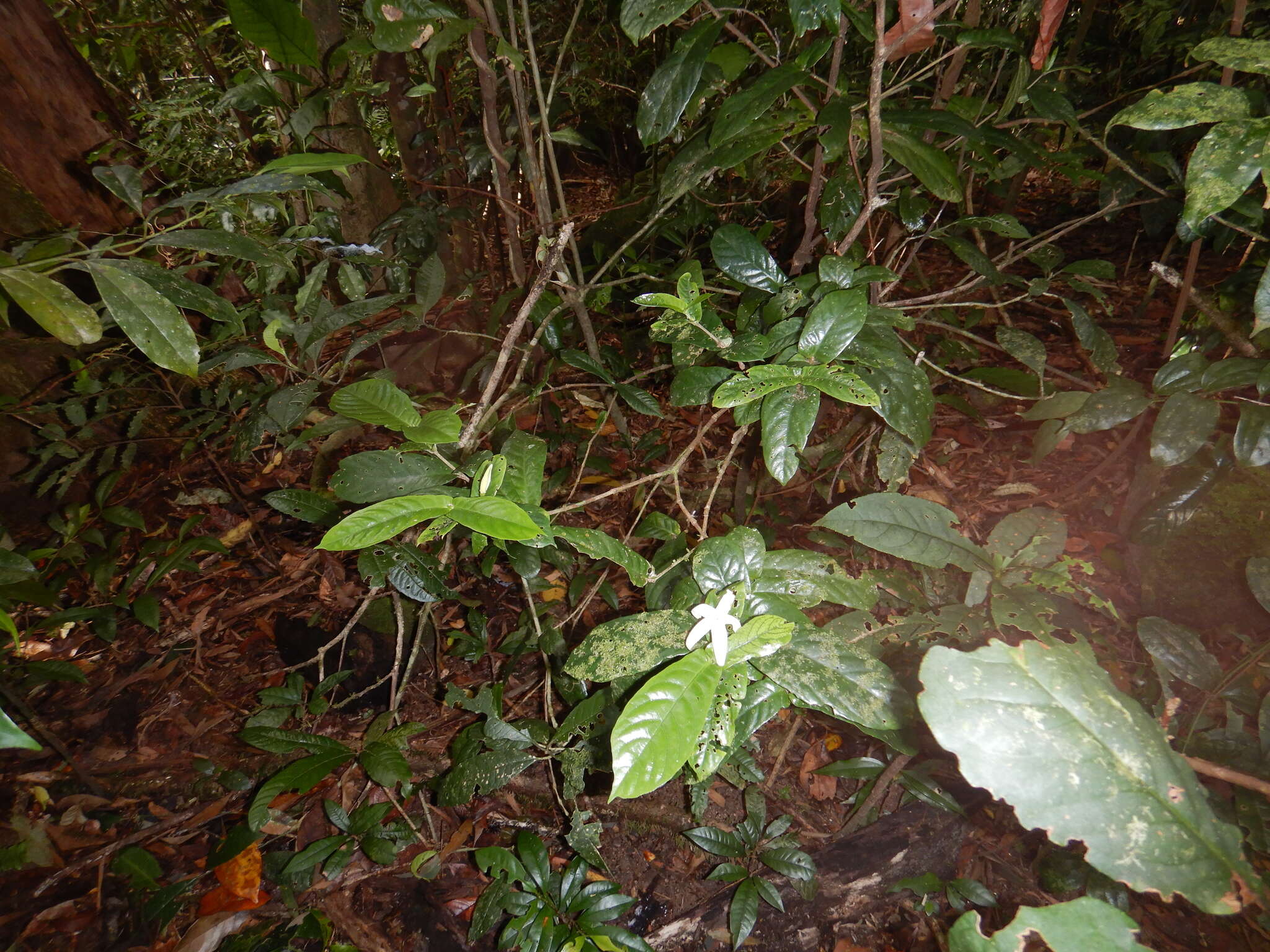 Image of Mountain gardenia