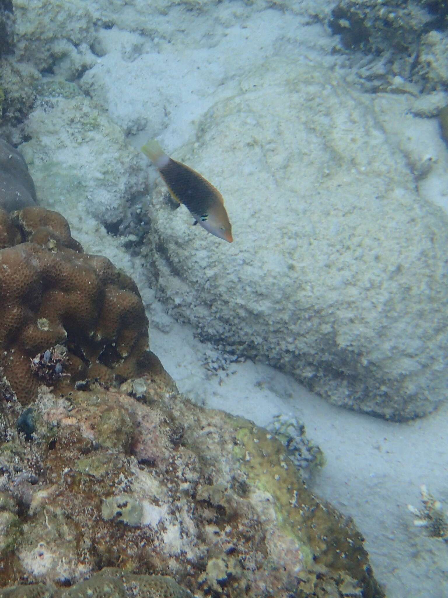 Image of Axil spot wrasse