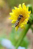 Image of Hoverfly