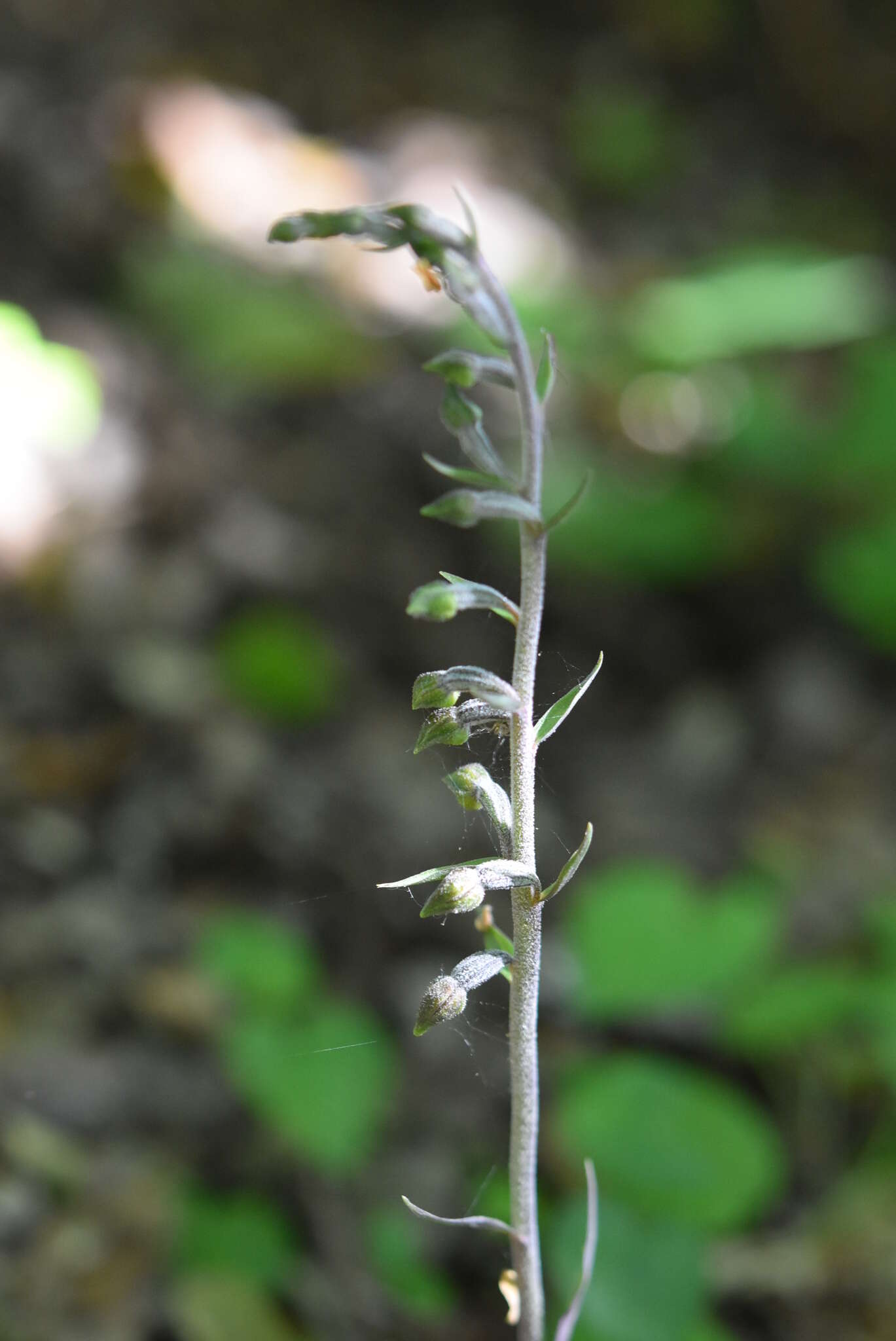 Image of Small-leaved Helleborine