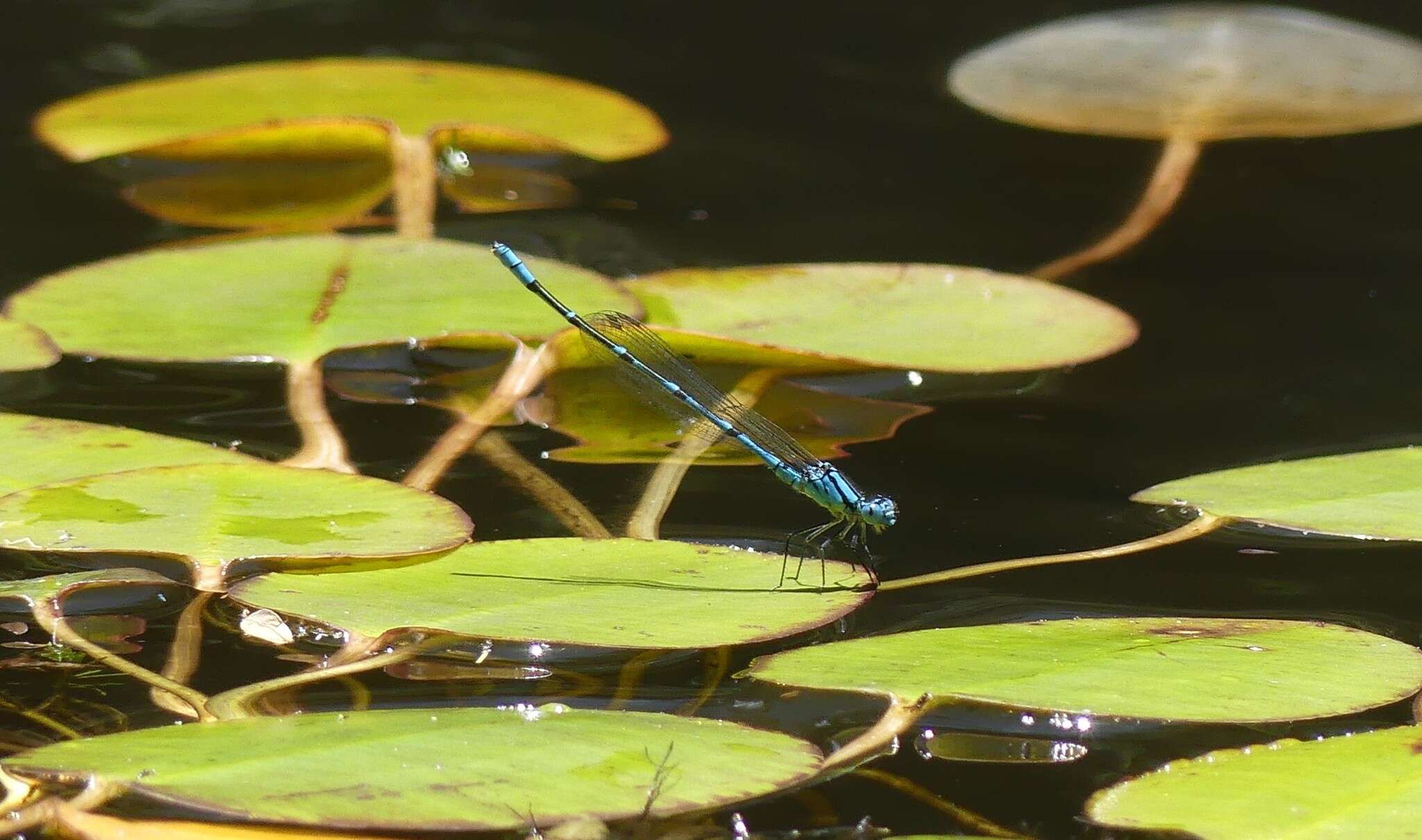 Imagem de Caliagrion billinghursti (Martin 1901)