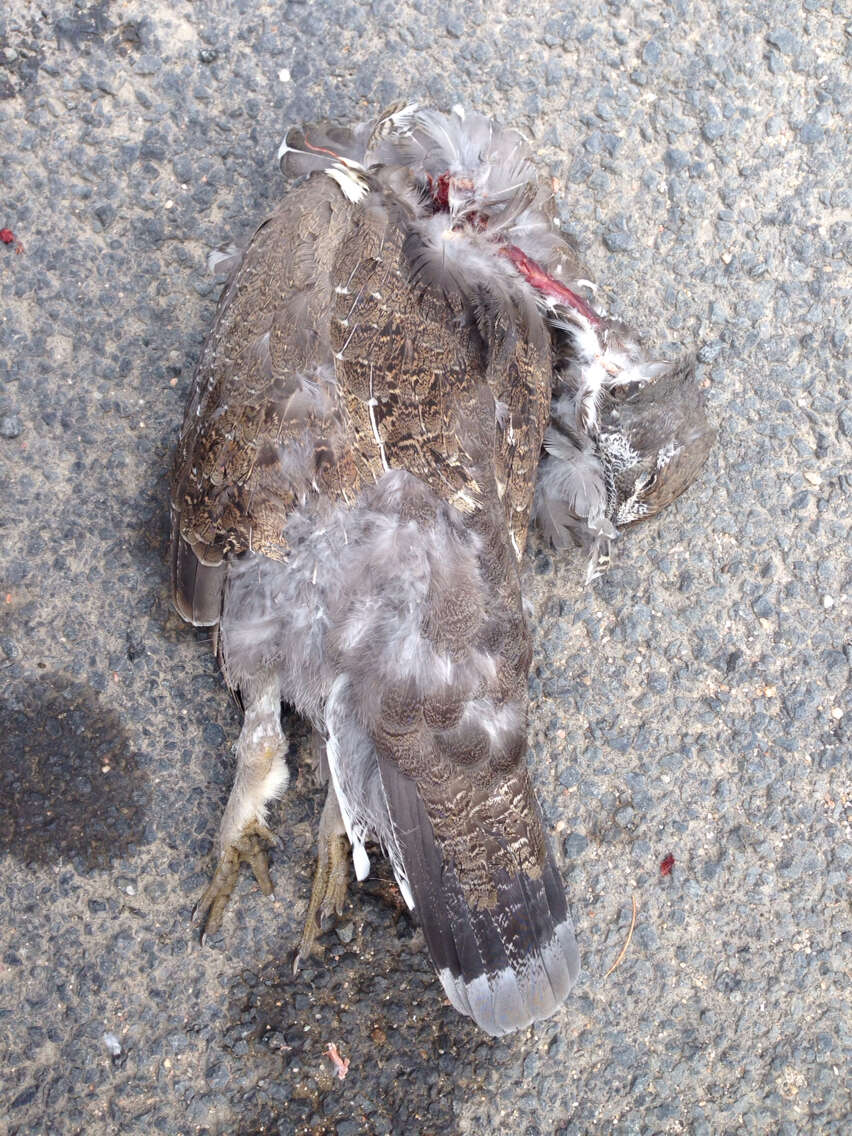 Image of Dusky Grouse