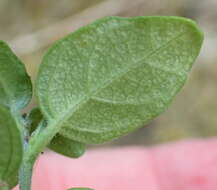 Image of Justicia tubulosa subsp. lateovata (C. B. Cl.) J. C. Manning & Goldblatt