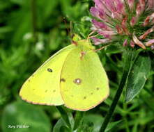 Image of Orange Sulphur