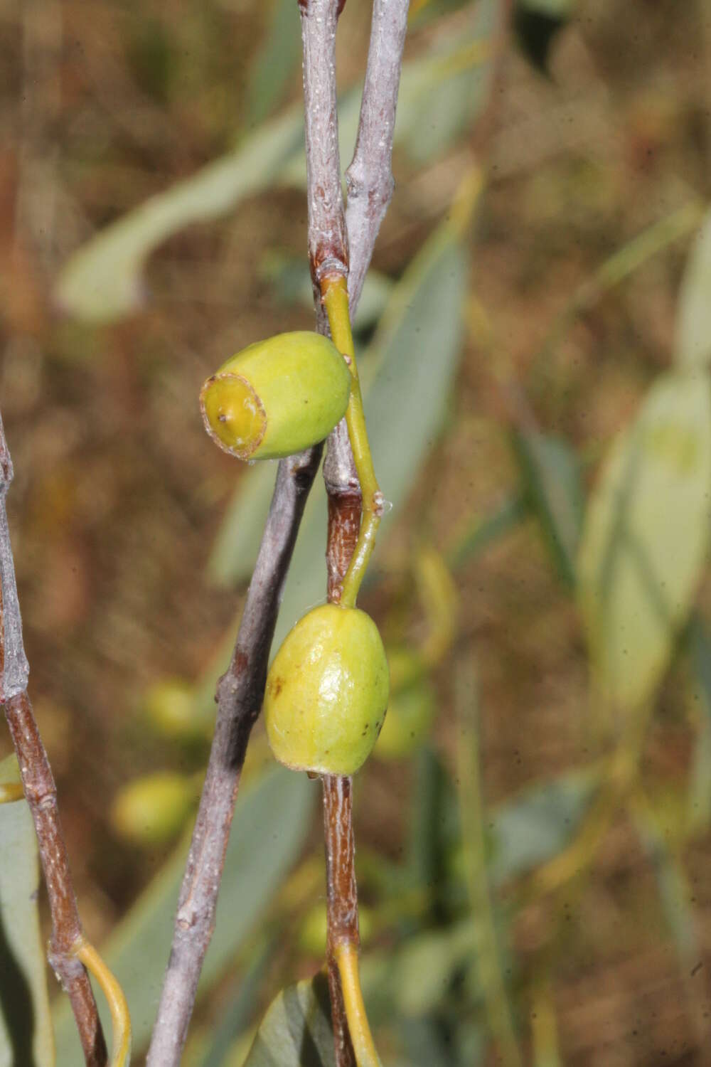 Image of Santalum lanceolatum R. Br.