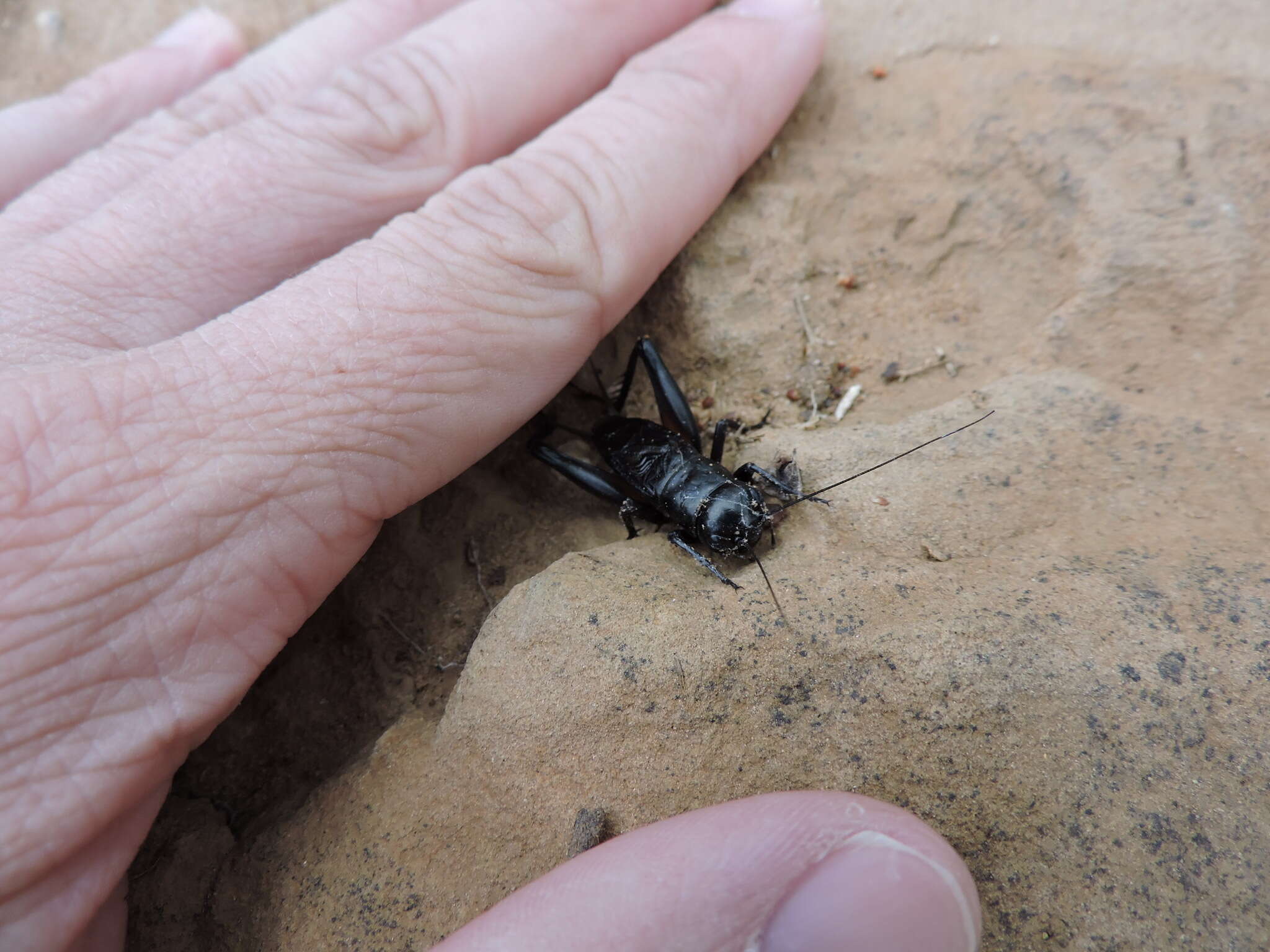 Image of Texas Field Cricket