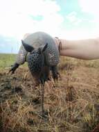 Image of Llanos Long-nosed Armadillo