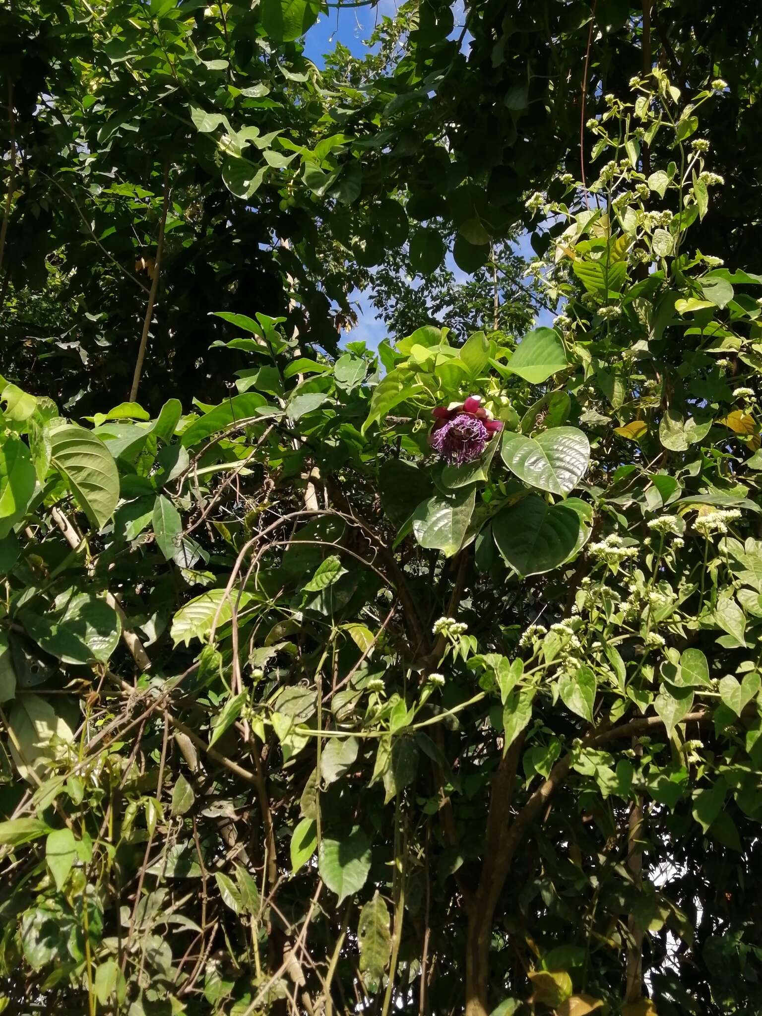 Plancia ëd Passiflora quadrangularis L.