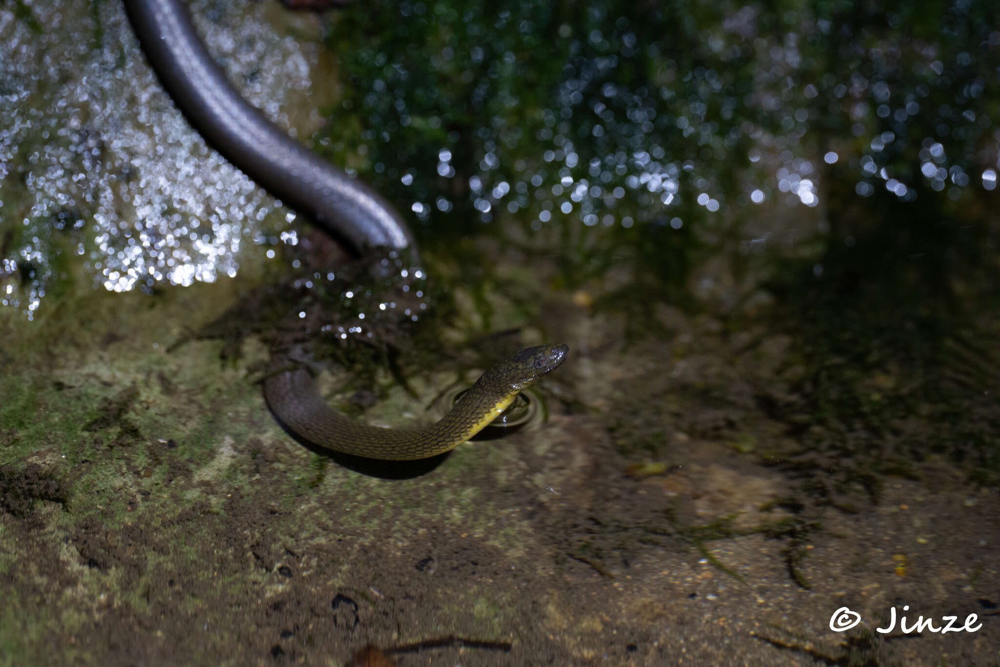 Image of Anderson's Mountain Keelback