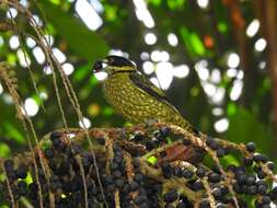 Imagem de Ampelioides Verreaux & J 1867