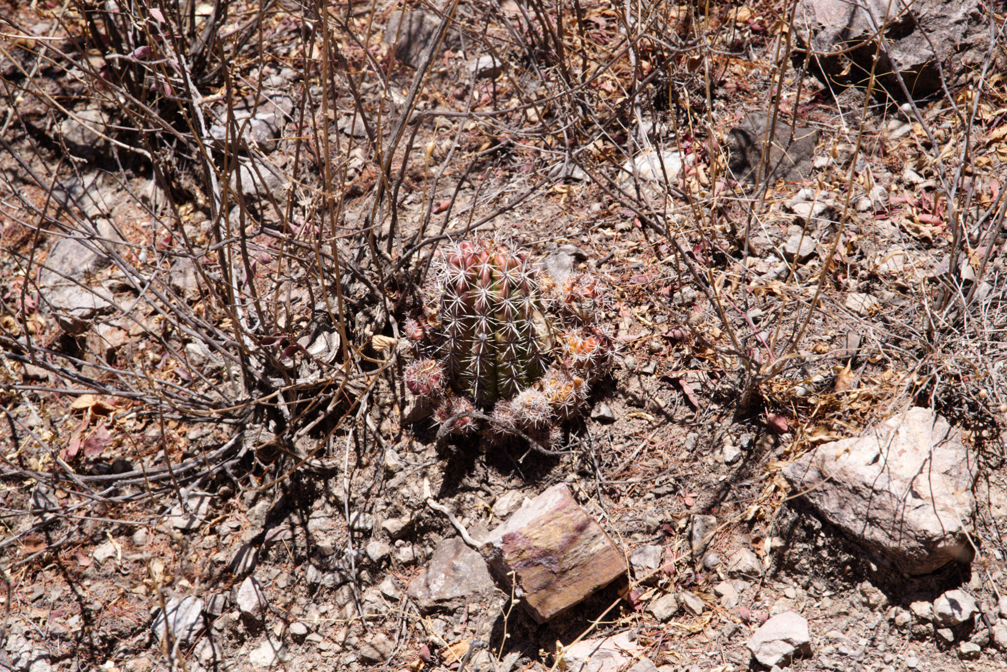 Image de Echinopsis bridgesii Salm-Dyck