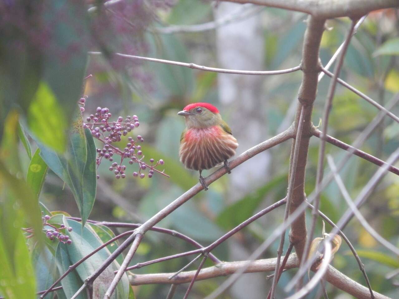 Image of Striolated Manakin