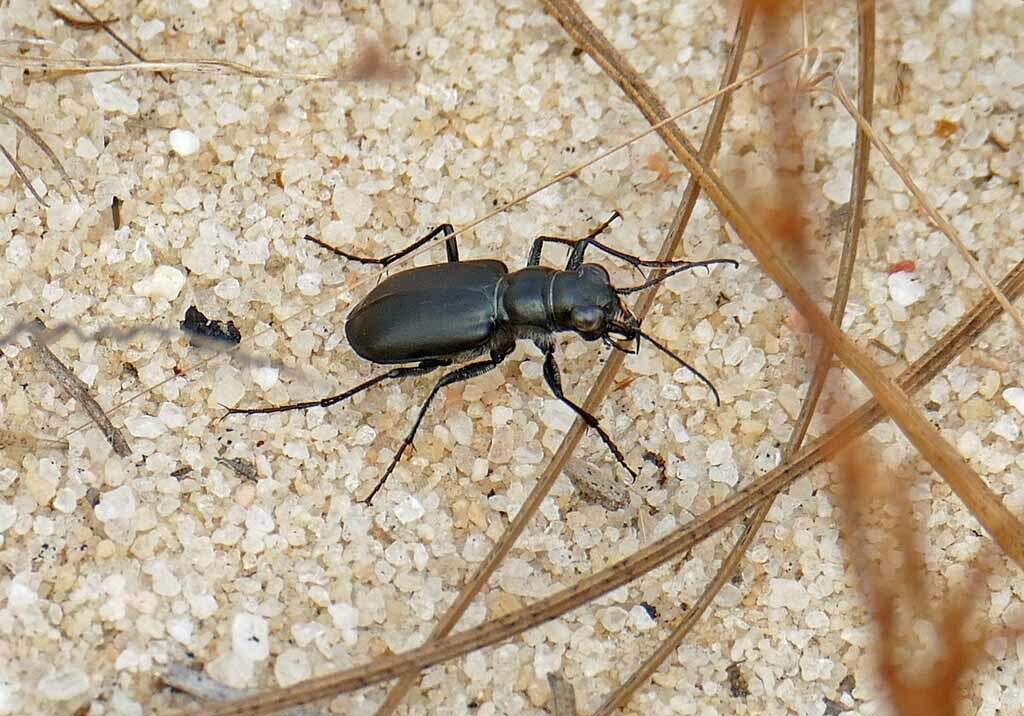 Image of Autumn Tiger Beetle