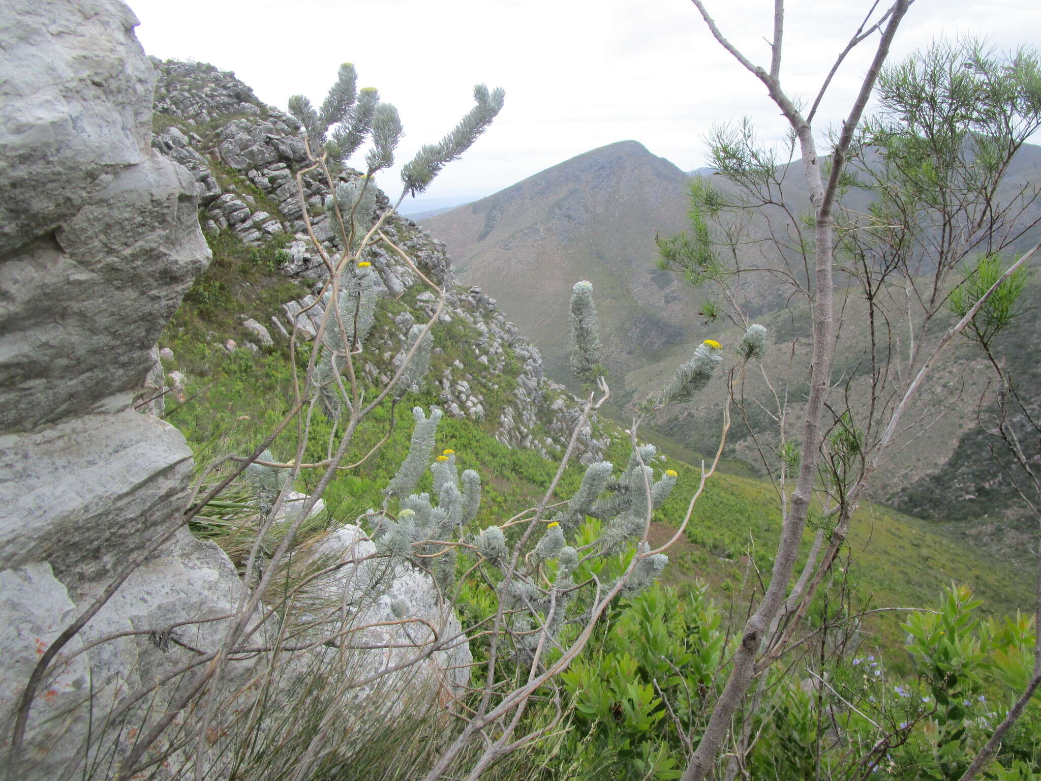 Image of Athanasia pinnata L. fil.