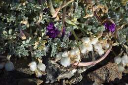 Image de Astragalus purshii var. lectulus (S. Wats.) M. E. Jones