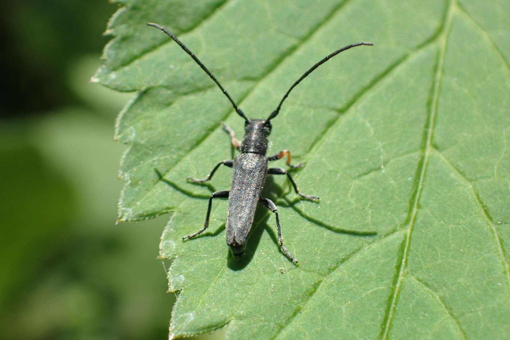 Слика од Phytoecia cylindrica (Linné 1758)