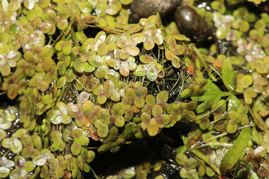 Image of Lemna japonica Landolt