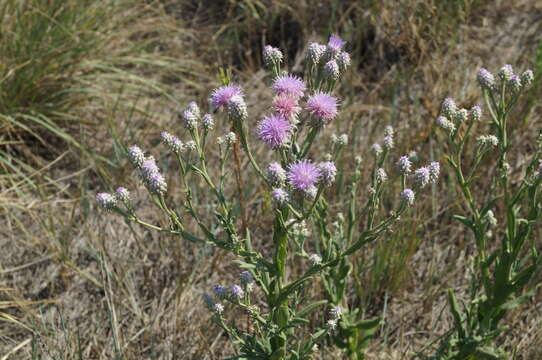 Image of Saussurea robusta Ledeb.