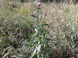 Image of Cirsium arvense var. integrifolium Wimmer & Grabowski