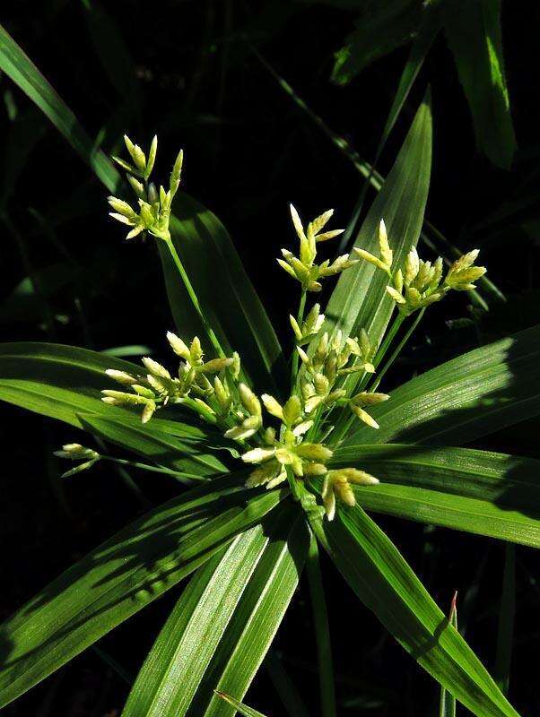 Imagem de Cyperus albostriatus Schrad.