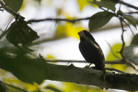 Sporophila nuttingi (Ridgway 1884) resmi