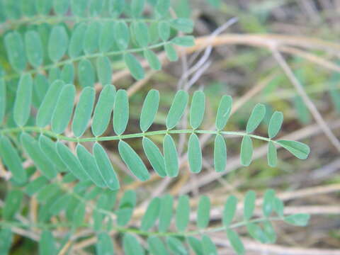 Image of Sheldon's milkvetch