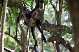 Image of Mexican spider monkey