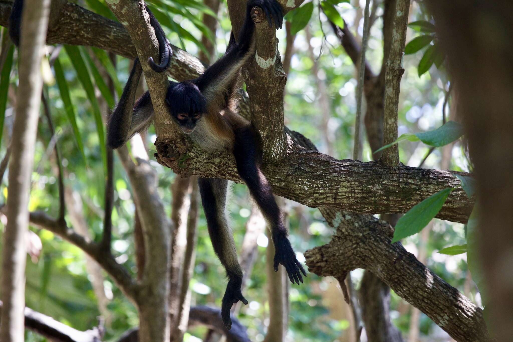 Image of Mexican spider monkey