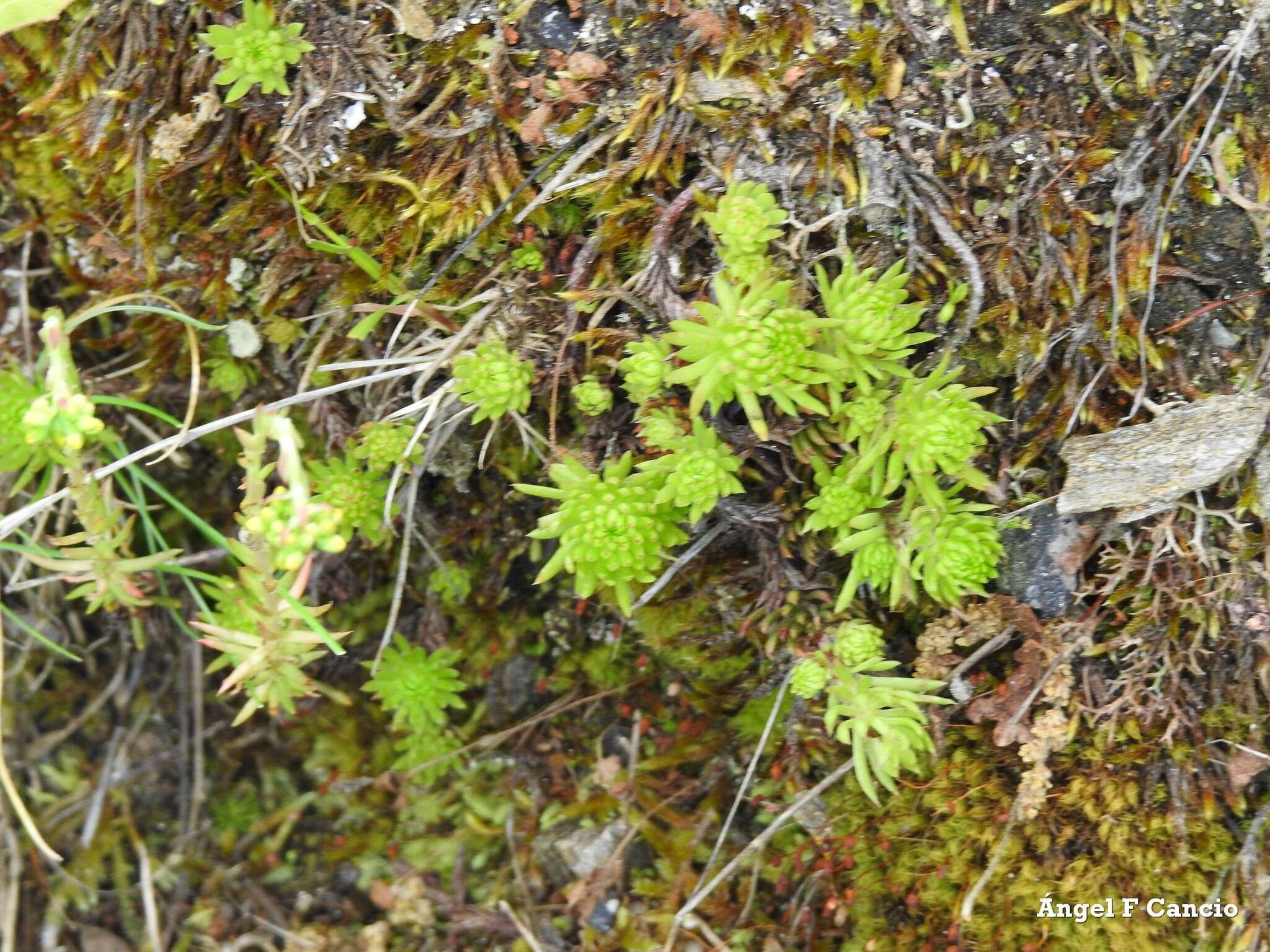 Слика од Petrosedum forsterianum (Sm.) V. Grulich