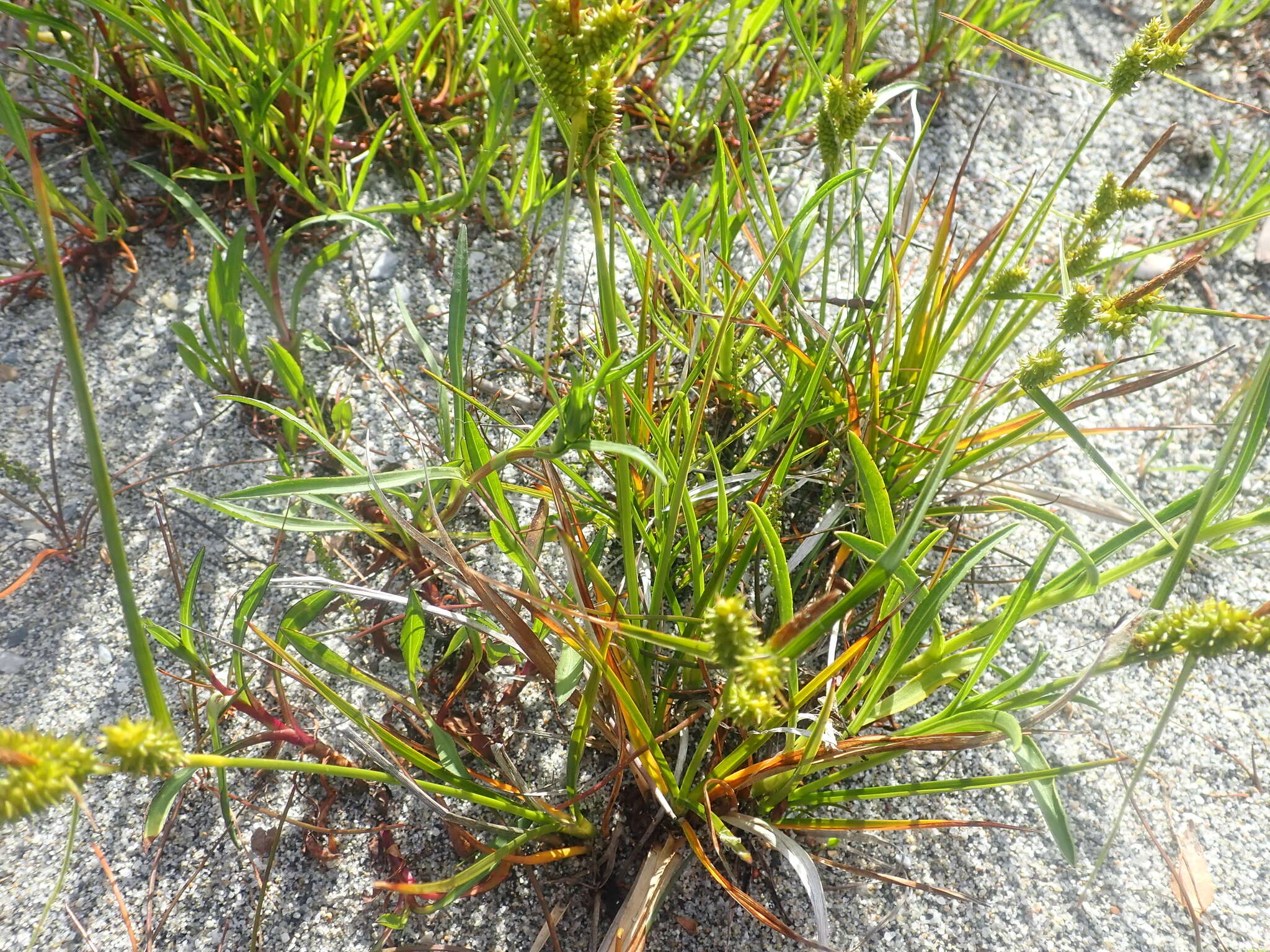 Image de Carex fuscula d'Urv.