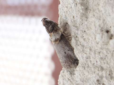 Image of Hickory Shoot Borer Moth