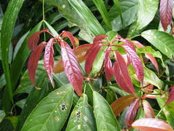 Imagem de Rockinghamia angustifolia (Benth.) Airy Shaw