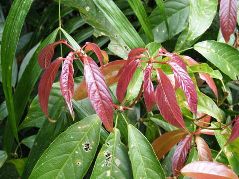 Image of Rockinghamia angustifolia (Benth.) Airy Shaw